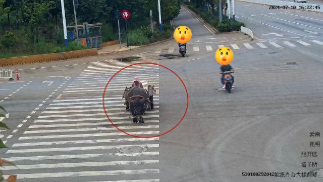 若在路上遇到这辆“牛车” 阁下又该如何应对？